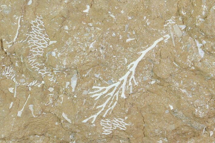 Ordovician Bryozoan Plate - Estonia #98030